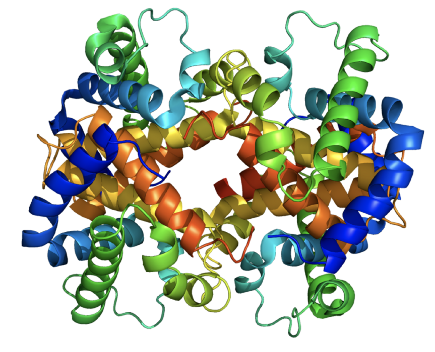 haemoglobin